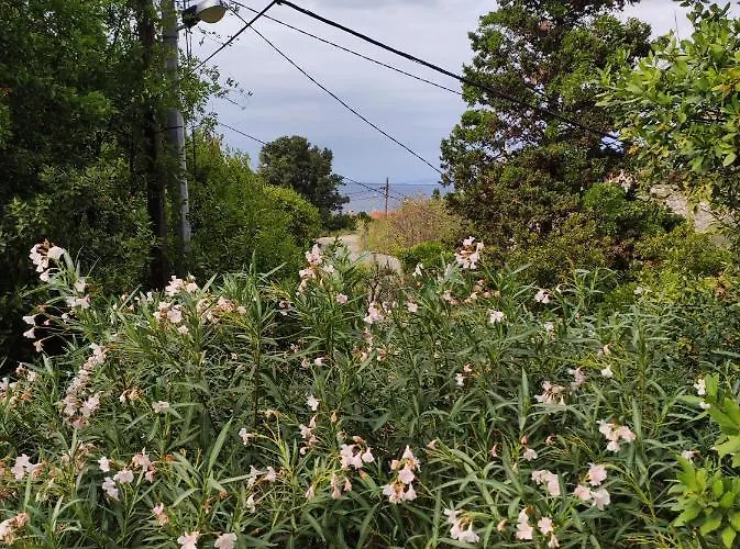 Paradizo * Veli Lošinj